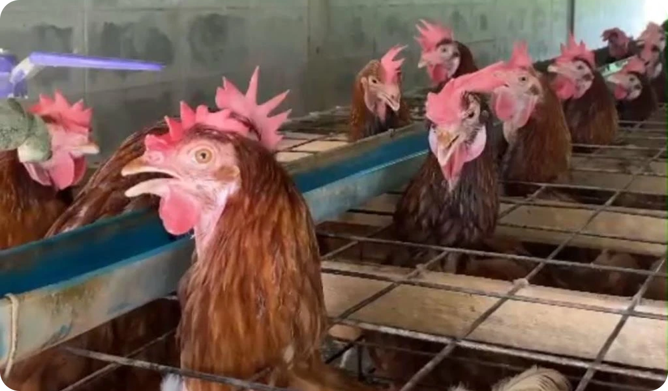 department of livestock development