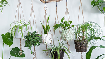 the agriculture department